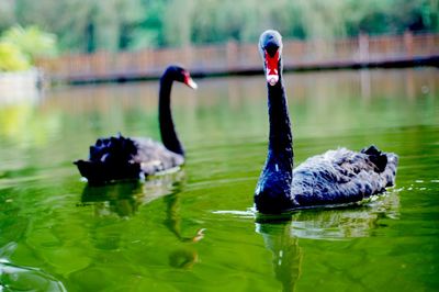 Swan swimming in lake