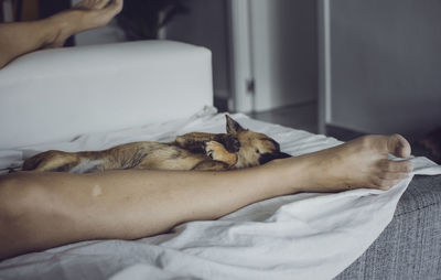 Midsection of a cat sleeping on bed at home