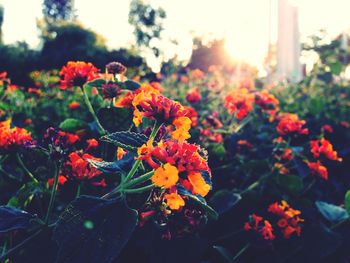 Close-up of red flowers