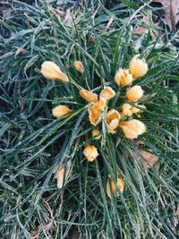 Close-up of plant growing on field