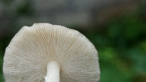 Close-up of mushroom growing outdoors