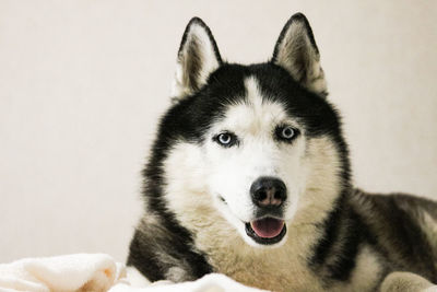 Close-up portrait of dog