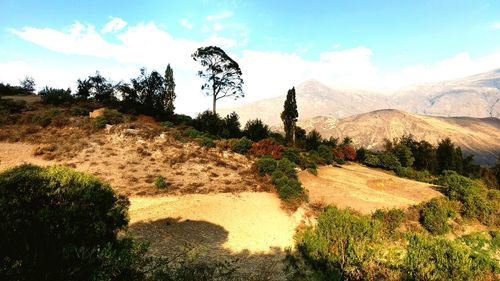 Scenic view of landscape against sky