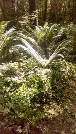 Trees in forest
