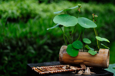 Lotus water lily plant growing on wood over metal