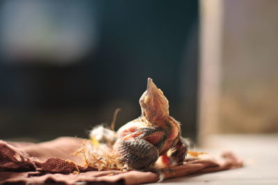 Woodpecker chicks learn to wake up and find food