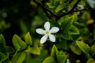 Close-up of white flowering plant