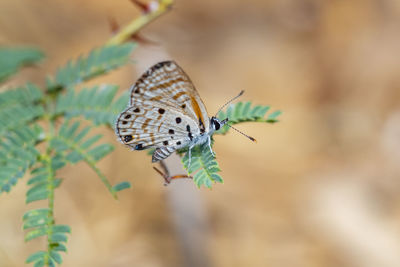 Close-up of butterfly on plant photo was taken at the local nature reserve
