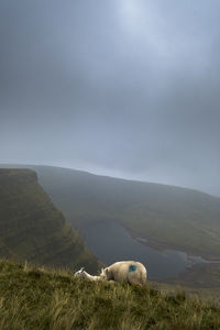 Sheep on field against sky