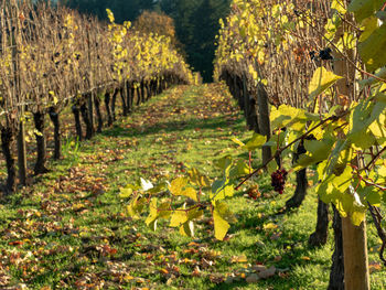 View of vineyard