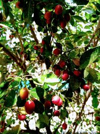 Close-up of cherries on tree