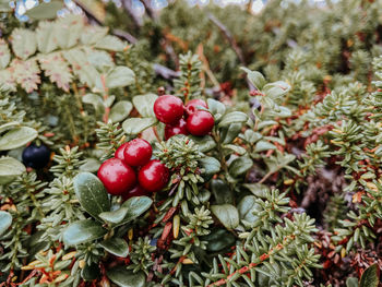 Close-up of cherries on tree