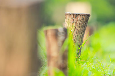 Close-up of wooden post on plant in field