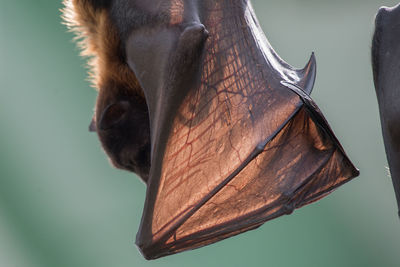 Flying foxes at outdoors