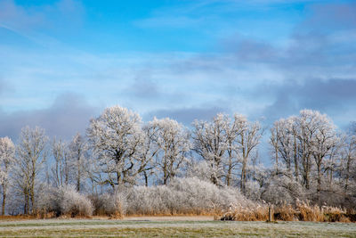 Bare trees on field against sky