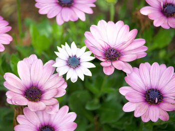 Close-up of pink flowers