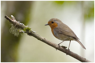 Close-up of bird perching on branch