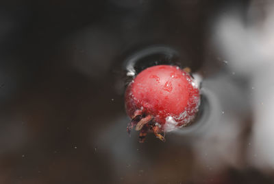 Close-up of wet strawberry