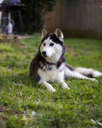 Portrait of dog on field