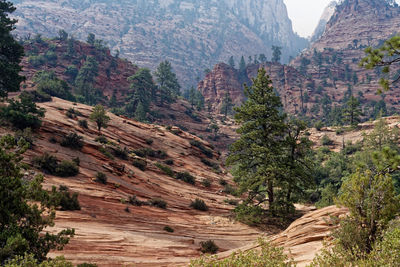 High angle view of trees on mountain