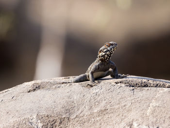 Close-up of lizard