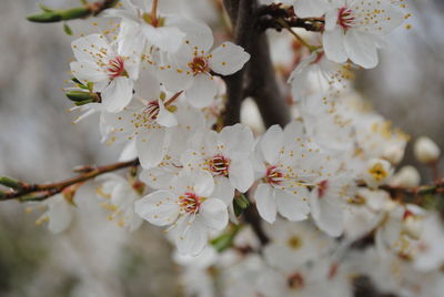 Close-up of white blossom