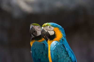 Close-up of gold and blue macaw