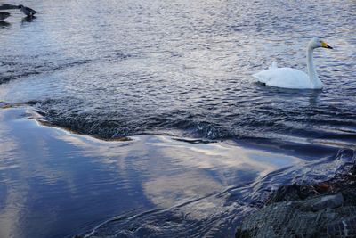 High angle view of bird floating on frozen lake