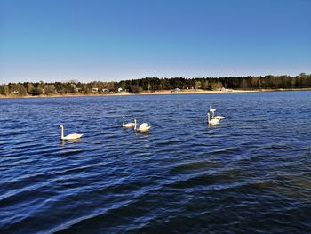 Swans swimming in lake