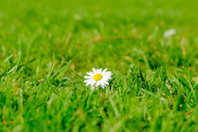Close-up of white daisy on field