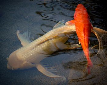 Fish swimming in water