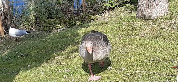 Bird on a field