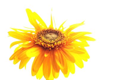 Close-up of sunflower over white background