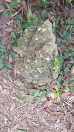 High angle view of green leaves