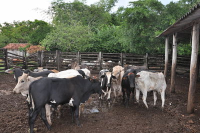 Cows standing in farm