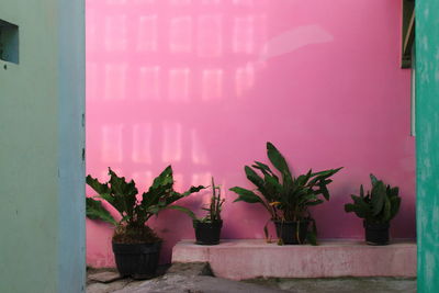 Potted plants against pink wall