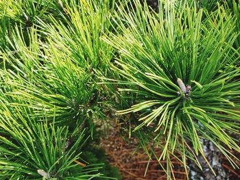 High angle view of fresh green plant