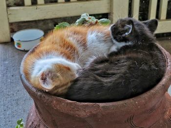 Close-up of a cat sleeping