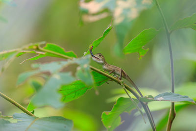 Close-up of insect on leaves