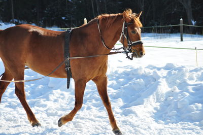 Horse standing in snow