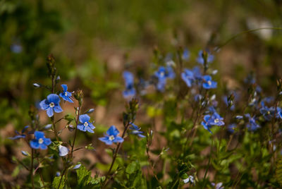 Close-up of purple flowers blooming outdoors