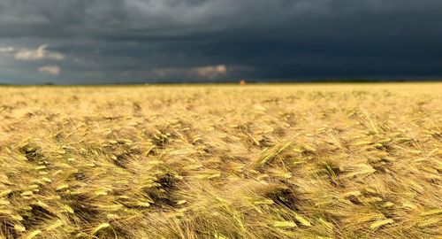 Crops growing on field against sky