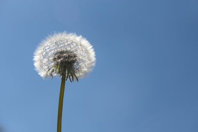 Low angle view of dandelion against blue sky