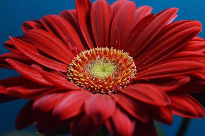 Close-up of red flower