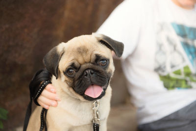 Midsection of man holding pug dog