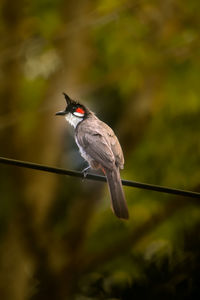 Close-up of bird perching on a plant