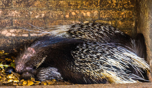 View of an animal in zoo