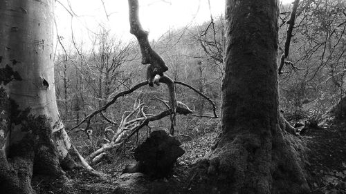 Bare trees in forest