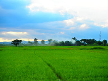 Scenic view of agricultural field against sky