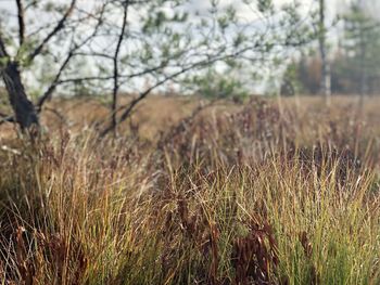 Grass growing on field